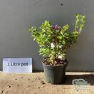 Buy Rhododendron dwarf songbird online from Jacksons Nurseries.