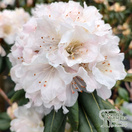 Buy Rhododendron (Dwarf) Dora Amateis online from Jacksons Nurseries.