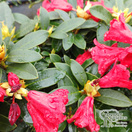 Buy Rhododendron dwarf 'Gertrude Schale' online from Jacksons Nurseries.