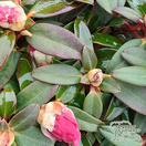 Buy Rhododendron ‘Wee Bee’ online from Jacksons Nurseries.