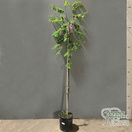 Buy Robinia pseudoacacia Gerogia da Torino online from Jacksons Nurseries for UK delivery.