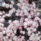 Buy Sambucus nigra f. porphyrophylla 'Black Tower' online from Jacksons Nurseries.