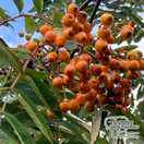 Buy Sorbus aucuparia Apricot Queen (Moutain Ash) online from Jacksons Nurseries for UK delivery.