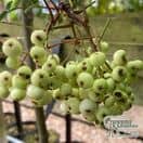 Buy Sorbus 'White Swan' tree online for UK delivery.