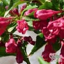Buy Weigela All Summer Red (Weigela) online from Jacksons Nurseries.