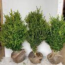 Buy Box Hedging (Buxus sempervirens) for UK delivery - Jackson's Nurseries