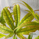 Buy Acer palmatum linearilobum (Japanese Maple) online from Jacksons Nurseries.