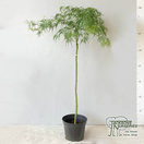 Buy Acer palmatum Viridis (Japanese Maple) online from Jacksons Nurseries.