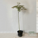 Buy Acer palmatum dissectum Garnet (Japanese Maple) online from Jacksons Nurseries.