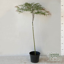Buy Acer palmatum var. dissectum Inaba Shidare (Japanese Maple) online from Jacksons Nurseries.