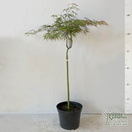Buy Acer palmatum Tamukeyama online from Jacksons Nurseries.