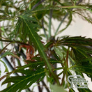 Buy Acer palmatum Tamukeyama online from Jacksons Nurseries.