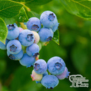Buy Blueberry - Vaccinium corymbosum Goldtraube vaccinium online from Jacksons Nurseries.