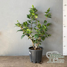 Buy Camellia japonica Red (Camellia) online from Jacksons Nurseries.