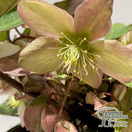 Buy Helleborus valeria (Hellebore) online from Jacksons Nurseries.