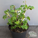 Buy Lavatera x clementii Barnsley (Mallow) online from Jacksons Nurseries.