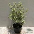 Pittosporum Silver Queen online from Jacksons Nurseries.