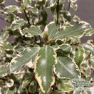 Pittosporum Silver Queen online from Jacksons Nurseries.