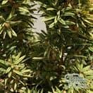 Buy Taxus baccata 'Fastigiata Aureomarginata' (Golden Irish Yew) online from Jacksons Nurseries.