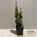 Buy Taxus baccata 'Fastigiata Aureomarginata' (Golden Irish Yew) online from Jacksons Nurseries.