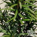 Buy Taxus baccata Fastigiata (Irish Yew) online from Jacksons Nurseries.