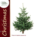 Buy Nordmann Fir Christmas Tree for UK delivery - Jackson's Nurseries