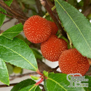 Buy Arbutus unedo (Strawberry-tree) online from Jacksons Nurseries.