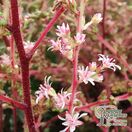 Buy Astilbe simplicifolia ‘Sprite’ online from Jacksons Nurseries.