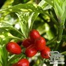 Buy Aucuba japonica Crotonifolia (Spotted Laurel) online from Jacksons Nurseries