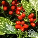 Buy Aucuba japonica Crotonifolia (Spotted Laurel) online from Jacksons Nurseries