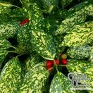 Buy Aucuba japonica Crotonifolia (Spotted Laurel) online from Jacksons Nurseries