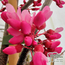 Buy Cercis canadensis appalachian red (North American Redbud/Judas Tree) online from Jacksons Nurseries.