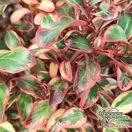 Buy Coprosma 'Inferno' (Mirror Plant) online from Jackson's Nurseries.