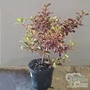 Buy Coprosma 'Inferno' (Mirror Plant) online from Jackson's Nurseries.
