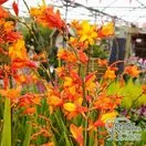 Buy Crocosmia 'Orange Pekoe' (Montbretia) online from Jacksons Nurseries.