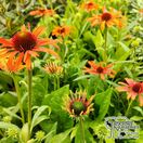 Echinacea Orange Skipper 3