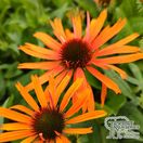 Echinacea Orange Skipper 2