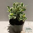 Buy Euonymus japonicus 'Kathy' (Japanese Spindle) online from Jacksons Nurseries.