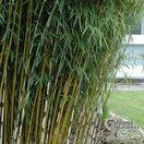 Buy Fargesia robusta Campbell online from Jacksons Nurseries