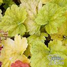 Buy Heuchera 'Electra' online from Jacksons Nurseries.