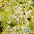 Buy Heuchera 'Electra' online from Jacksons Nurseries.