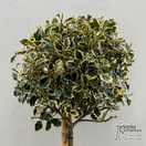 Buy Ilex aquifolium Argentea Marginata (Dwarf Variegated Holly Topiary) online from Jacksons Nurseries.