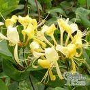 Buy Lonicera periclymenum 'Scentsation' (Honeysuckle) online from Jacksons Nurseries.