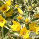 Buy Lysimachia Alexander(Moneywort, Creeping Jenny) online from Jacksons Nurseries.