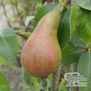 Buy Pear - Pyrus communis 'Concorde' online from Jacksons Nurseries.