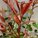 Buy Photinia fraseri Red Robin (Photinia) online from Jacksons Nurseries.