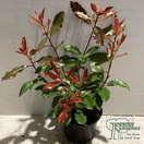 Buy Photinia fraseri Red Robin (Photinia) online from Jacksons Nurseries.