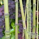 Phyllostachys aurea 7