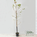 Buy Prunus accolade online from Jacksons Nurseries.