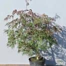 Buy Acer palmatum dissectum Orangeola (Japanese Maple) online from Jacksons Nurseries